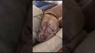 Meme Compilation #memes #funnyvideo