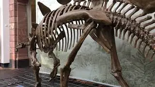 Senckenberg Natural History Museum, Frankfurt Stegosaurus Iguanodon Diplodocous Triceratops T-Rex