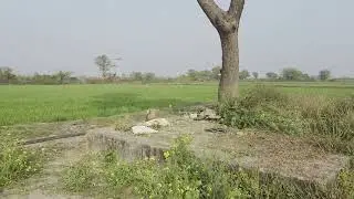Project No. (196) 45 bigha agricultural land available for sale Bundi district Rajasthan 