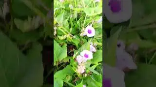 Growing sweet potato in the farm #shorts #farm #sweetpotato