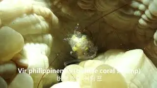 Vir philippinensis (aka. Bubble coral shrimp 버블코랄쉬림프) in Dumagete
