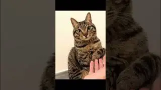 A cat video compilations #34