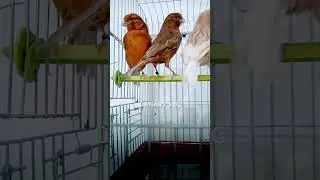 What a diverse beauty 🍓🍎🍑🪶🫐🍐 #kenari #birds #bird #canary #canarias #birdsong #lovebirds #lovebird