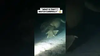 Real-Life Sea Monster Found? 😱