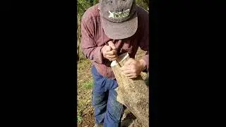 Ma nouvelle technique de greffage de l'olivier
