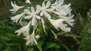 Agapanto/(Agapanthus umbellatus) L'H&eacute;r.[Ler Descri&ccedil;&atilde;o]#plantas