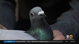 Pigeon Sells For $1.9 Million