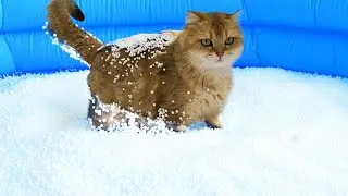 Can Cats Walk On Bean Bag Fillings ?