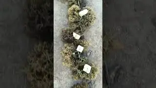 Guso-red seaweed Kappaphycus  farm (traditional) in Bohol  during low tide