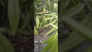 Fazenda abandonada em Jacareí SP. Fantasma cascavel e aranha peçonhenta