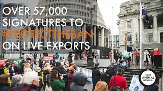 #ProtectTheBan handover event for New Zealand animals outside Parliament