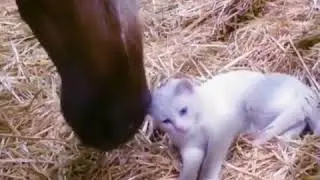 Horse devours kitten alive