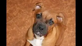 #36 BLACK MOUTH CUR 2/3  | Which Dog Should I Get? Dog Breed Selector
