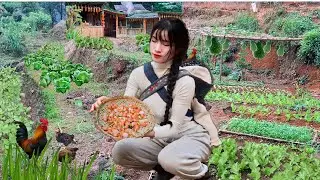 Mountain farm life: the new vegetable planting season