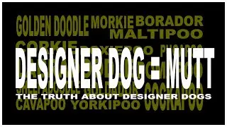 Designer Dogs are Mutts from Puppy mills - Internet Breeders are Puppymills