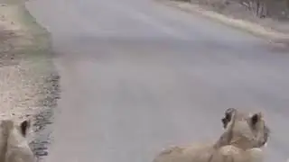Lions blocking the Traffic on a busy road - Amazing Animals