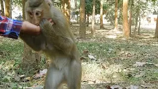 Young Mom Monkey Rose Is Friendship With Human, Cute Boy Baby Rex Happy To Eating Water Melon Too