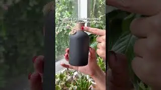 Quick tips to stop algae from growing in your propagation water #propagation #waterpropagation