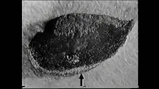 OU S364 Ep 04 of 16 Adaptive Radiation of the Mollusca Evolution