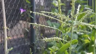 Bees lovin on some organic corn at Flint Street Farm (Reno)