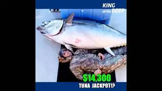 Джекпот на тунце в 14 300 долларов! Капитан Дэйв сражался за победу 9,5 часов!