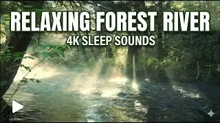 Relaxing River Sounds in the Forest - Gentle Water Flow for Sleep, Meditation & Stress Relief