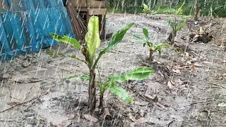 Live Heavy Rain Sounds for Sleeping, Insomnia, Meditation and Studying