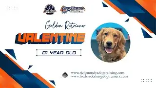 1 Year Old Golden Retriever (Valentine) Best Dog Trainers in Virginia 