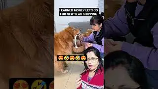dog gave money to owner for shopping 😍#funny #pets #doglover #shorts#dog#fypシ゚#viral #corgi#memes