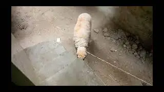 Eid Mubarak to all of you , shipuu or titu ki qurbani ham bohot roaa , koi ready ni hua Eid ka lia
