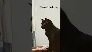 very smooth brain #pets #cute