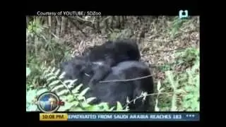 YouSurfer:Playful twin mountain gorillas;Prisoners in Brazil works for a local fashion design comp.