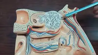 NASAL CAVITY & PARANASAL SINUSES | ANATOMY MODEL