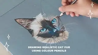 Sketch with me - Realistic cat fur process using prismacolour pencils + Real time art tutorial