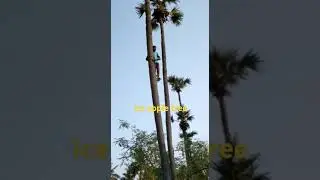my land Ice apple tree panai Maram village health fruit cutting myself