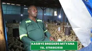 Good brooder management techniques 