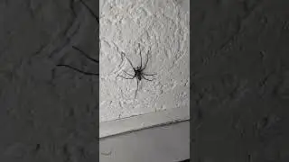 #Spinne #Hauswinkelspinne #spider #Shorts #ekel #grusel