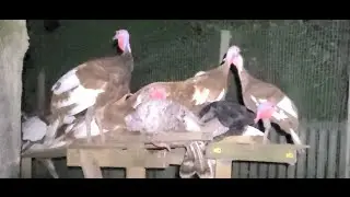 EASY DIY Turkey Roosting Stand