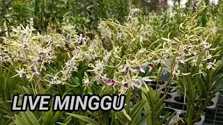 Widy Orchid Live Minggu • 0813 2506 4060