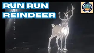 Reindeer Bolts From Holiday Event, New Flying Billboards 12/1/25
