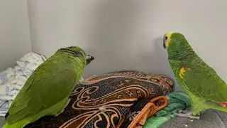 No podrá creer Jaco hiso llorar a Vicky/loro llorando porque Jaco lo pico#shortvideo#talkingparrot