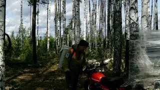 Видео с фото ловушек в Лагере. Люди приходят с уважением относятся. не воруют не пакастят #лес #нива