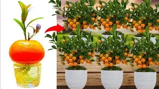 🌿How to grow orange tree plant at home #live