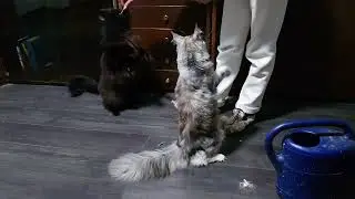 Adorable Maine Coon Kittens Sitting Pretty: Training Marie and Lise to Sit Up!