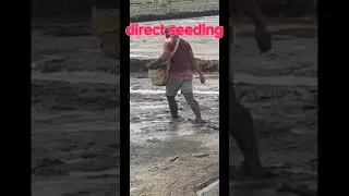 direct seeding