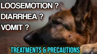 Dog Vomiting and Loose Motion Problem Treatment | Not Eating Food | Rex The German Shepherd