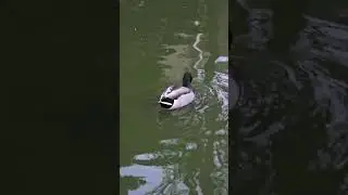 duck bird oiseau 鳥 Vogel 새 uccello นก qush птица  burung ibon chim eye ndege p&aacute;ssaro طائرp