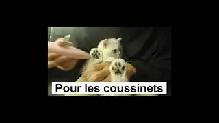 Tondeuse coussinets sans fil pour chat chien