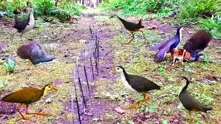 How to hunt birds | How to catch birds | Easy way to catching birds | Making bird trap | Birds story
