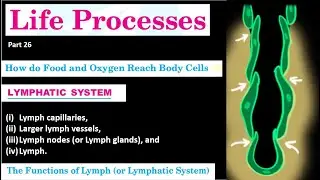 lymphatic system | lymphatic nodes | function of lymph | how oxygen , food reach actually in cell